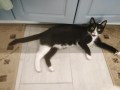 Tuxy (3)